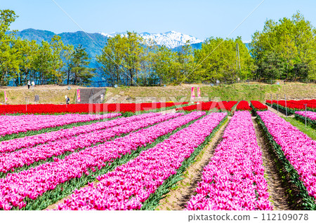 新潟子宮鬱金香節 112109078