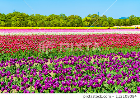 Niigata Womb Tulip Festival Niigata Womb Tulip Festival 112109084