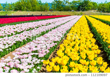 新潟子宮鬱金香節 112109097