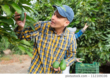 Confident man harvesting ripe green avocado at fruit farm 112109106
