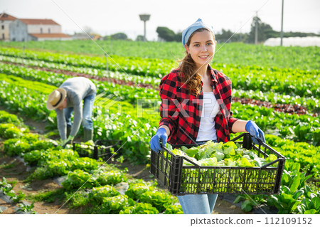 Female farmer carries box with harvest of salad Female farmer carries box with harvest of salad 112109152