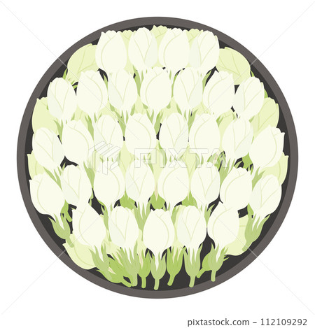 jasmine flower bud illustration 112109292