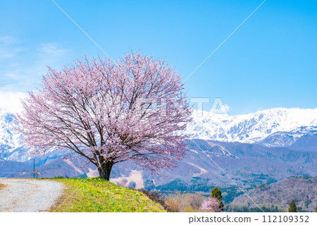 One cherry tree of Nodaira 112109352