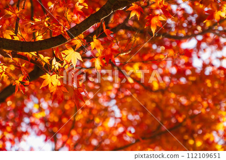 Bright red autumn leaves of maple seen from the back side 112109651