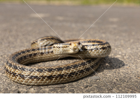 A striped snake coiled on the warm pavement 112109995