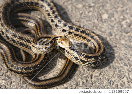 A striped snake coiled on the warm pavement 112109997