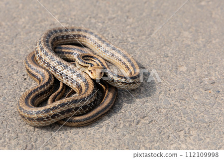 A striped snake coiled on the warm pavement A striped snake coiled on the warm pavement 112109998