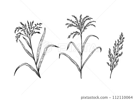 Rice plants and ears. Black and white sketch vector illustration. Rice plants and ears. Black and white sketch vector illustration. 112110064