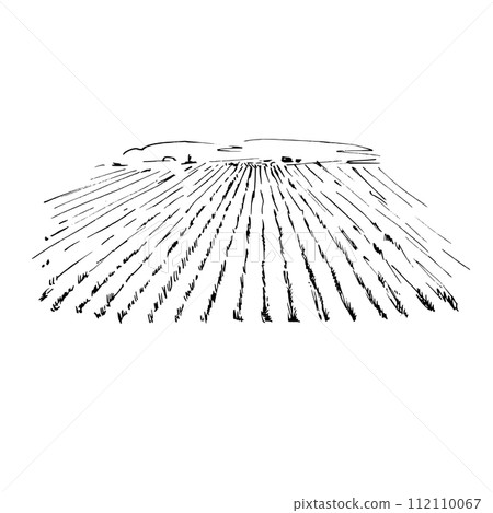 Rice field. Black and white drawing in sketch outline style. Vector illustration. Rice field. Black and white drawing in sketch outline style. Vector illustration. 112110067