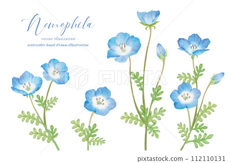 Nemophila 植物藝術畫水彩 112110131
