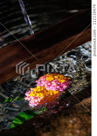 Sacred Chozuya and Lantana flowers. The main image of the sacred Aizen Myoo-do Hall, etc. Negatayama Nature Park near Shimoda Station, which you can climb by ropeway Sacred Chozuya and Lantana flowers. The main image of the sacred Aizen Myoo-do Hall, etc. Negatayama Nature Park near Shimoda Station, which you can climb by ropeway 112110474