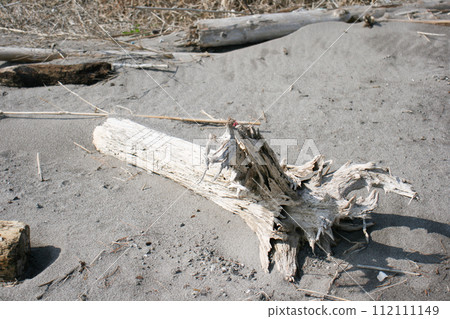 浮木被沖上有明海的沙灘 112111149