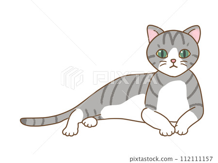 A yellow-bellied cat stands up in a relaxed position and stares straight ahead. A yellow-bellied cat stands up in a relaxed position and stares straight ahead. 112111157