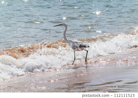 White Western Reef Heron (Egretta gularis) at Sharm el-Sheikh beach, Sinai, Egypt 112111523