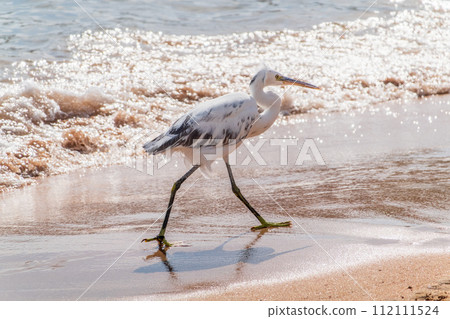 White Western Reef Heron (Egretta gularis) at Sharm el-Sheikh beach, Sinai, Egypt White Western Reef Heron (Egretta gularis) at Sharm el-Sheikh beach, Sinai, Egypt 112111524
