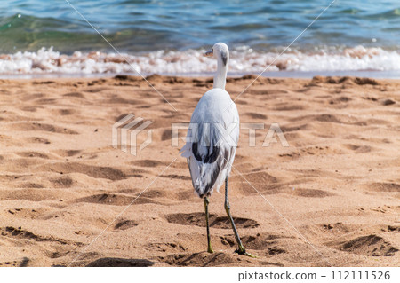 White Western Reef Heron (Egretta gularis) at Sharm el-Sheikh beach, Sinai, Egypt 112111526