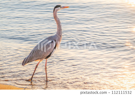 A heron hunting in the sea. Grey heron on the hunt 112111532