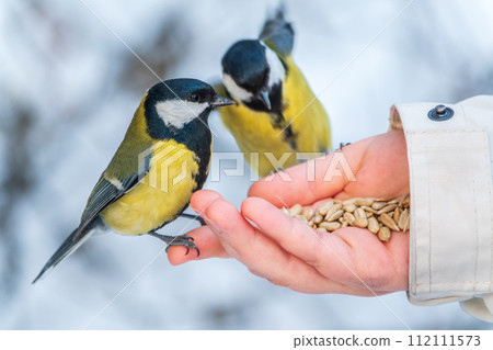 Girl feeds a tit from a palm. Hungry bird eating seeds from a hand during winter or autumn 112111573