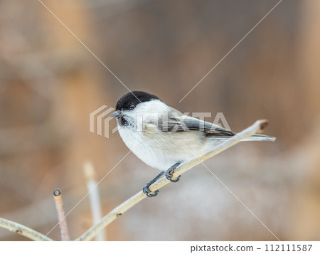 Cute bird the willow tit, song bird sitting on a branch without leaves in the winter. 112111587