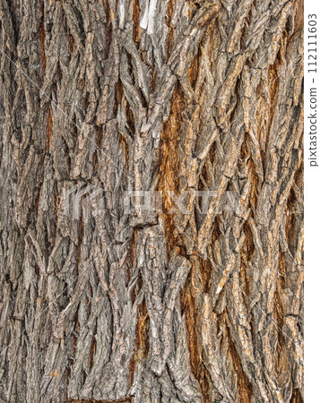 The texture of the bark of an old willow. Detailed bark texture. Natural background The texture of the bark of an old willow. Detailed bark texture. Natural background 112111603