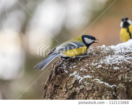 Cute bird Great tit, songbird sitting on a branch with snow in the autumn or winter. 112111668