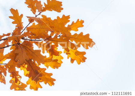 Oak branches with yellow leaves in autumn park 112111691