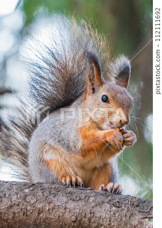 The squirrel with nut sits on tree in the autumn. Eurasian red squirrel, Sciurus vulgaris. The squirrel with nut sits on tree in the autumn. Eurasian red squirrel, Sciurus vulgaris. 112111692