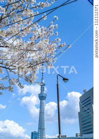 天空樹和櫻花在Sumidagawa河 112112371