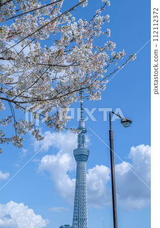 天空樹和櫻花在Sumidagawa河 112112372