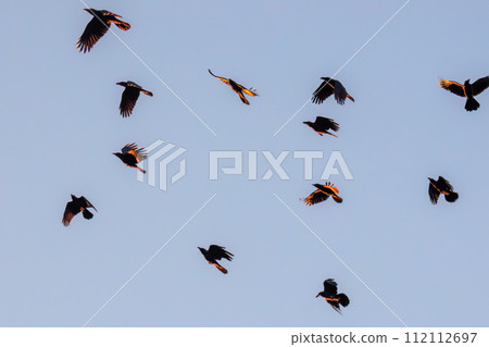 一大群長嘴烏鴉在夕陽下飛翔， 112112697