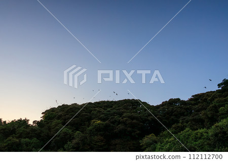 一大群長嘴烏鴉在夕陽下飛翔， 112112700