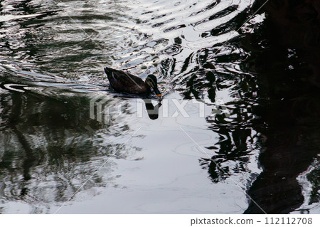Perry Road is associated with Commodore Perry of the United States, who was deeply involved in the opening of Japan to the world. Shimoda townscape full of ancient history 112112708