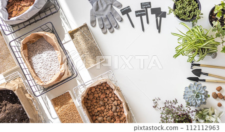 Horticulture home garden exotic plant transplant equipment variegated monstera top view isolated 112112963