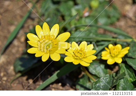 Himekyukinka（Shinkin公主花） 112113151