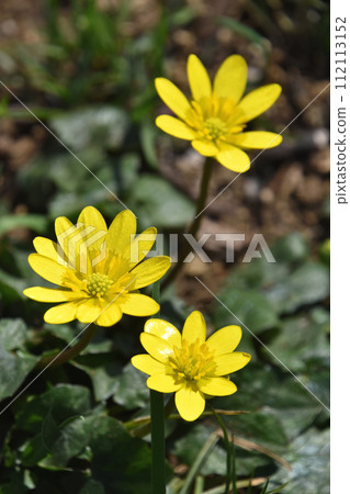 Himekyukinka（Shinkin公主花） 112113152