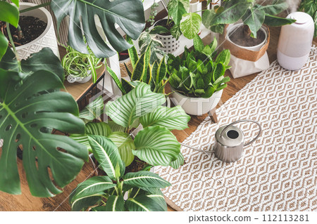 Houseplant domestic jungle garden organization fresh natural plant pots variegated monstera at room 112113281