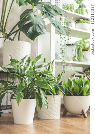 Houseplant domestic jungle garden organization fresh natural plant pots variegated monstera at room Houseplant domestic jungle garden organization fresh natural plant pots variegated monstera at room 112113357