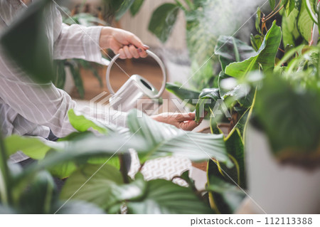 A young woman enjoys caring for flowers. Watering indoor plants and admiring them. 112113388