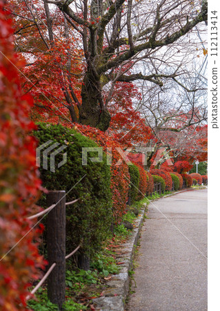 在京都哲學路的秋葉 在京都哲學路的秋葉 112113414