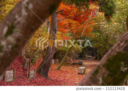 Autumn leaves on the Kyoto philosophy road 112113428