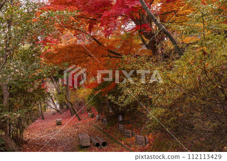 Autumn leaves on the Kyoto philosophy road Autumn leaves on the Kyoto philosophy road 112113429