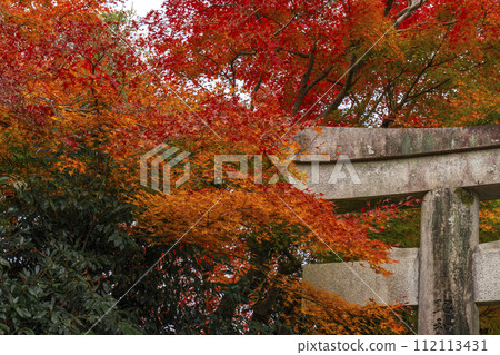 京都 哲學家之路的秋葉 大豐神社 一野鳥居 京都 哲學家之路的秋葉 大豐神社 一野鳥居 112113431