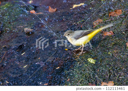 A beautiful yellow wagtail (Wagtailidae) looking for food. At Hayatogawa Forest Road, Sagamihara City, Kanagawa Prefecture, Japan. August 2023 112113461