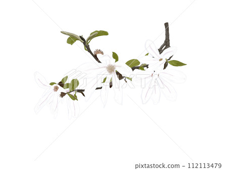 Kobushi flower 112113479