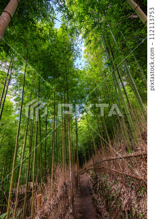 Bamboo forest in Mu Cang Chai, YenBai, Vietnam. 112113753