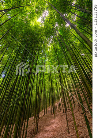 Bamboo forest in Mu Cang Chai, YenBai, Vietnam. Bamboo forest in Mu Cang Chai, YenBai, Vietnam. 112113759