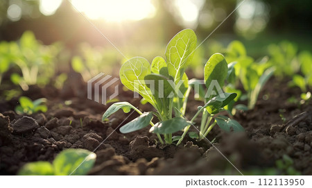 Young seedlings bask in the golden rays of the sunrise, symbolizing new beginnings and the growth potential of nature's resilience 112113950
