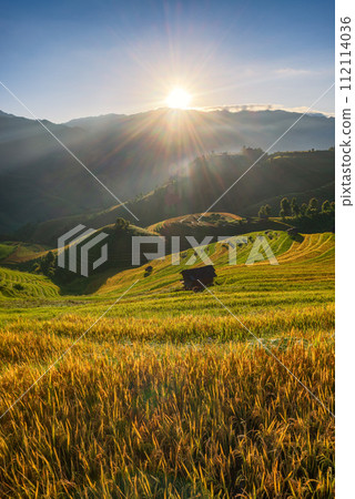 Rice fields on terraced of Mu Cang Chai, YenBai, Vietnam. 112114036