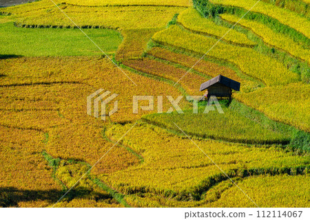 Rice fields on terraced of Mu Cang Chai, YenBai, Vietnam. 112114067
