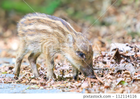 ゥリ坊(*‘ω‘ *)【uribou】 A cute Uribo (juvenile Japanese wild boar). At - Stock Photo